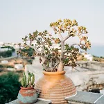 Yiayias Sifnos * Apollonia