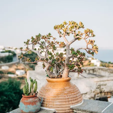 Yiayias Sifnos * Apollonia